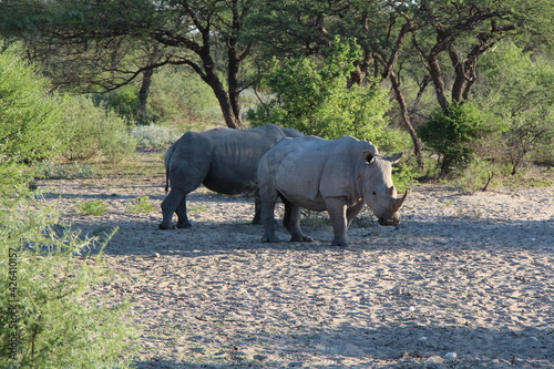 two rhinos in a national park in botswana