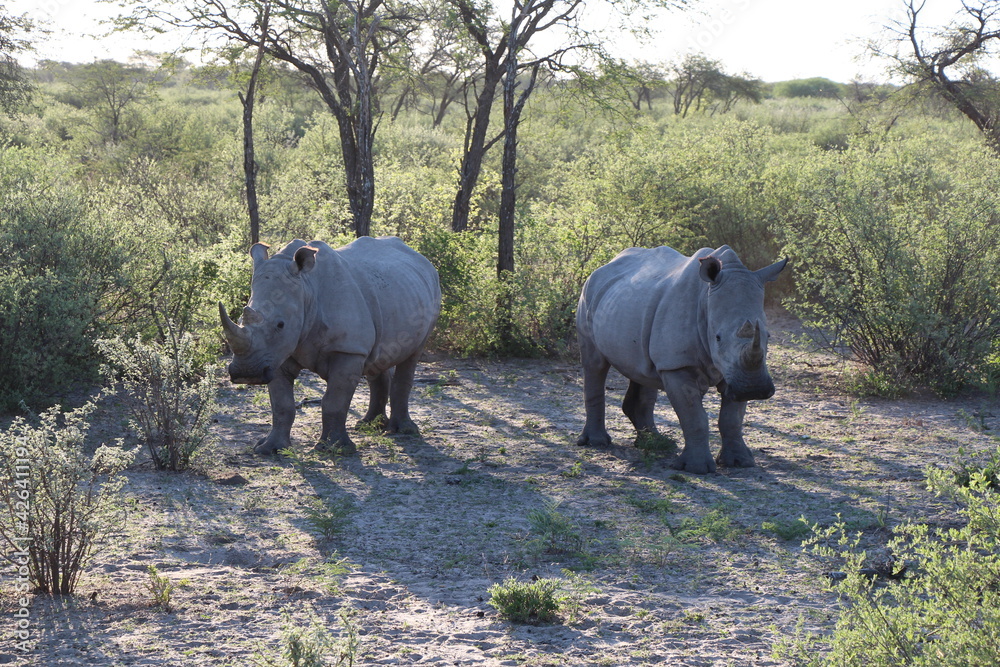 Fototapeta premium two rhinos in a national park in botswana