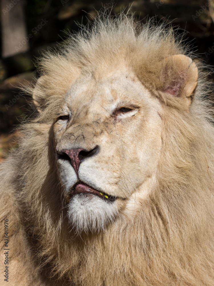 Head photo of a white South African lion Head photo of a white South African lion