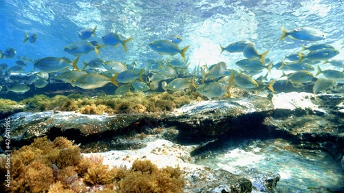 Beautiful Schools of fish in the shallow waters of the Atlantic ocean. 