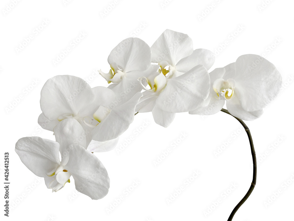 White Phalaenopsis Orchid White Phalaenopsis Orchid