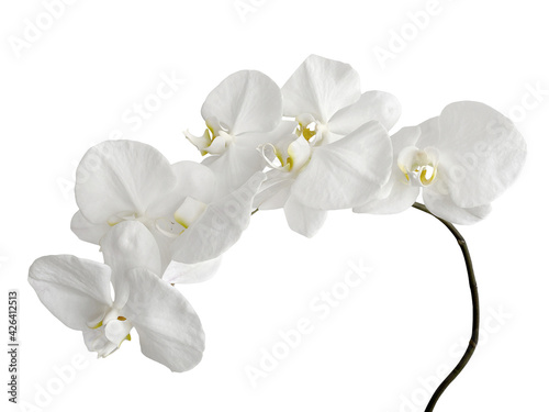 Fototapeta Naklejka Na Ścianę i Meble -  White Phalaenopsis Orchid