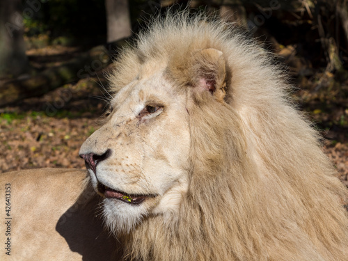 Head photo of a white South African lion photo