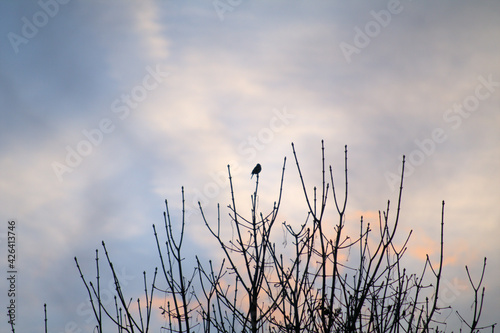 bird on the branch,sunset,sky, nature,winter,tree,silhouette,evening