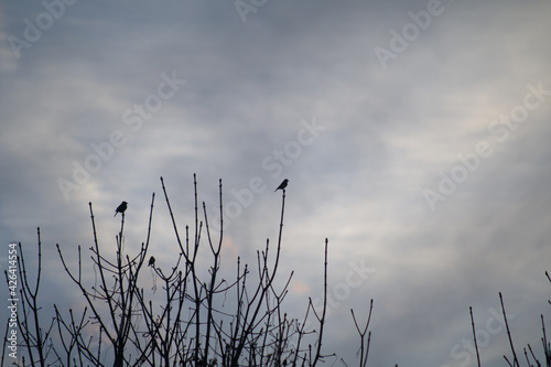 birds on the branch,tree, winter, clouds,sky, nature,silhouette,evening, 