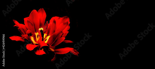 Close up of red tulip on black background.