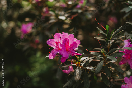 pink azaleas flowers in the garden photo