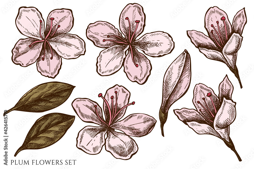 Vector set of hand drawn colored plum flowers