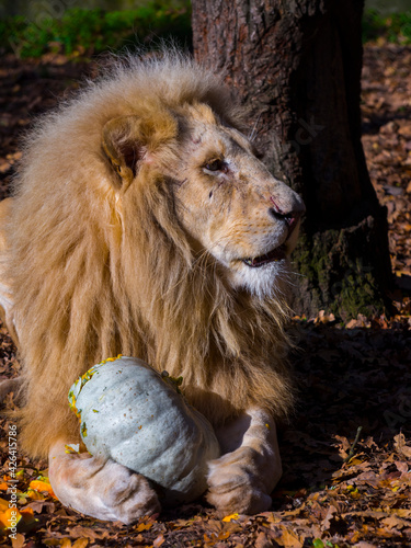 A male white lion and a halloween pumpkin