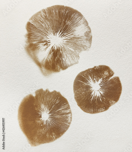 Three mushroom spore prints on textured paper