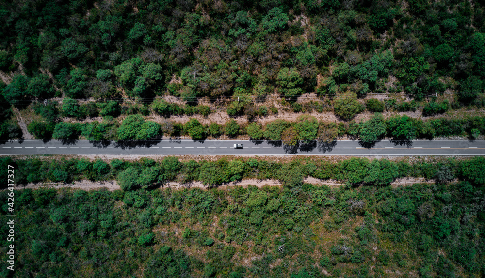 Toma cenital de camino largo ubicado entre el denso bosque que lo circunda con autos viajando 