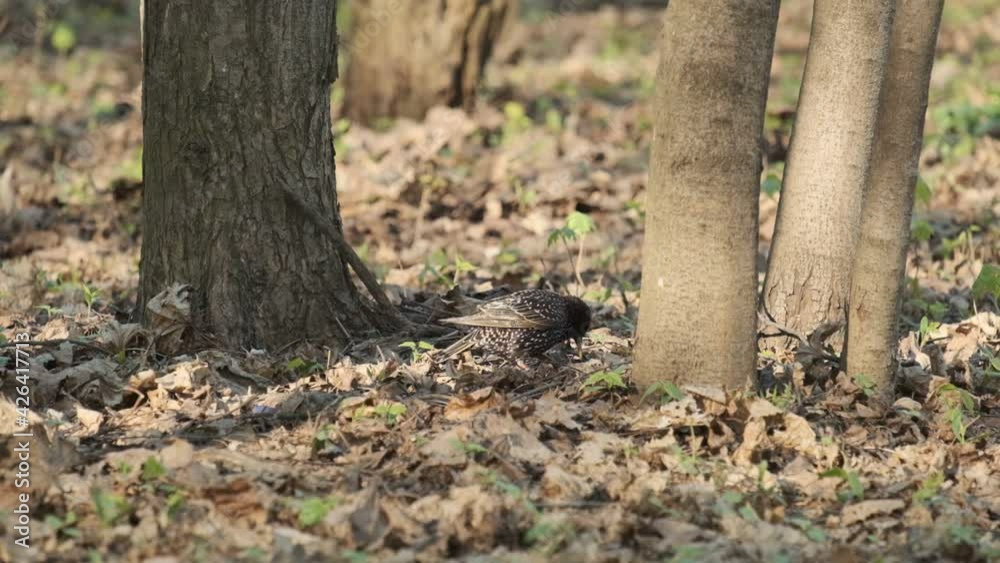 starling in the spring looking for food in the ground starling in the spring looking for food in the ground