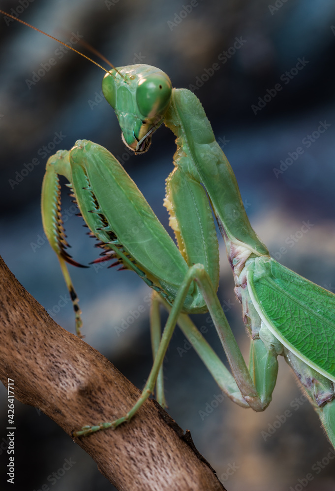 Hierodula Patellifera Gottesanbeterin Makroaufnahme Hierodula Patellifera Gottesanbeterin Makroaufnahme