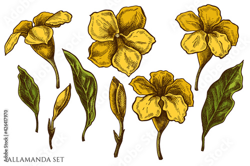 Vector set of hand drawn colored allamanda