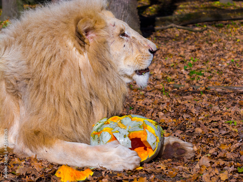 A male white lion and a halloween pumpkin photo