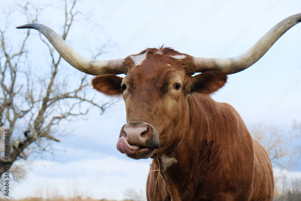 Texas longhorn cow portrait close up cleaning nose. Texas longhorn cow portrait close up cleaning nose.