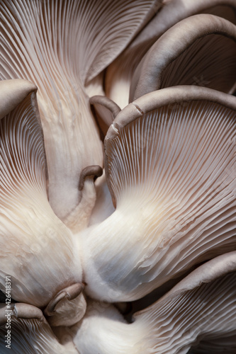 Oyster mushrooms close-up. Macro wallpaper, background