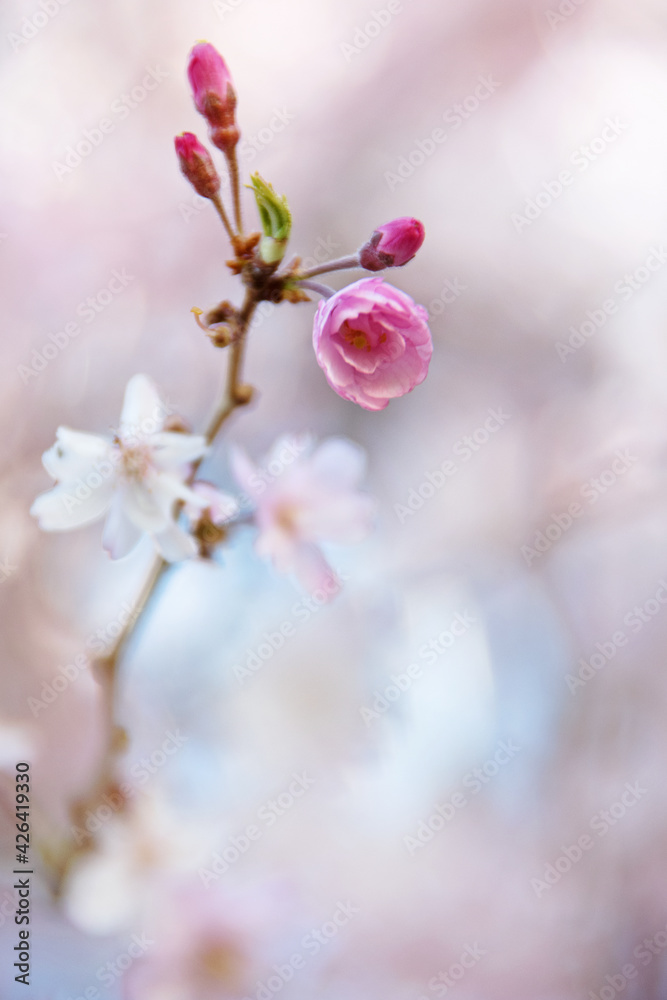 Closeup of pink cherry blossom bud in early spring with fully opened blossoms in the background Closeup of pink cherry blossom bud in early spring with fully opened blossoms in the background