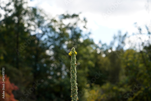 Selective focus shot of a common mullein photo