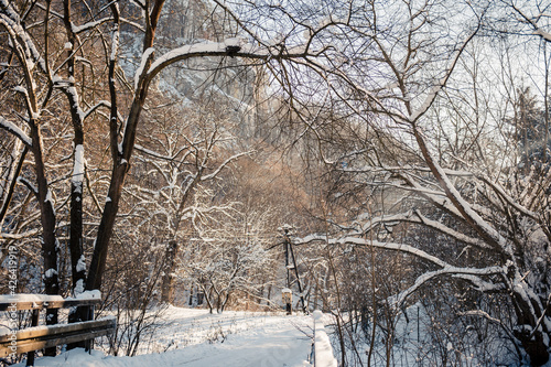 Road in the winter forest