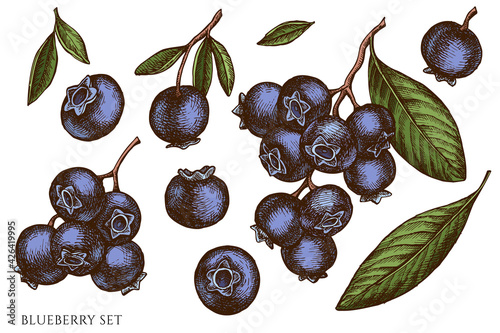 Vector set of hand drawn colored blueberry
