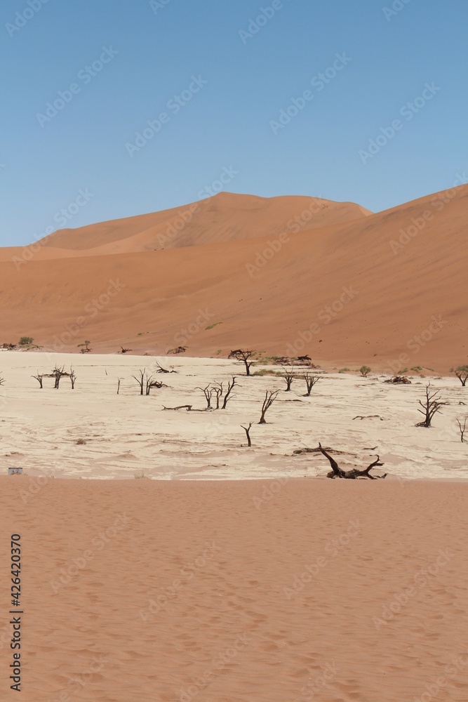 dead vlei in sossusvlei in namibia