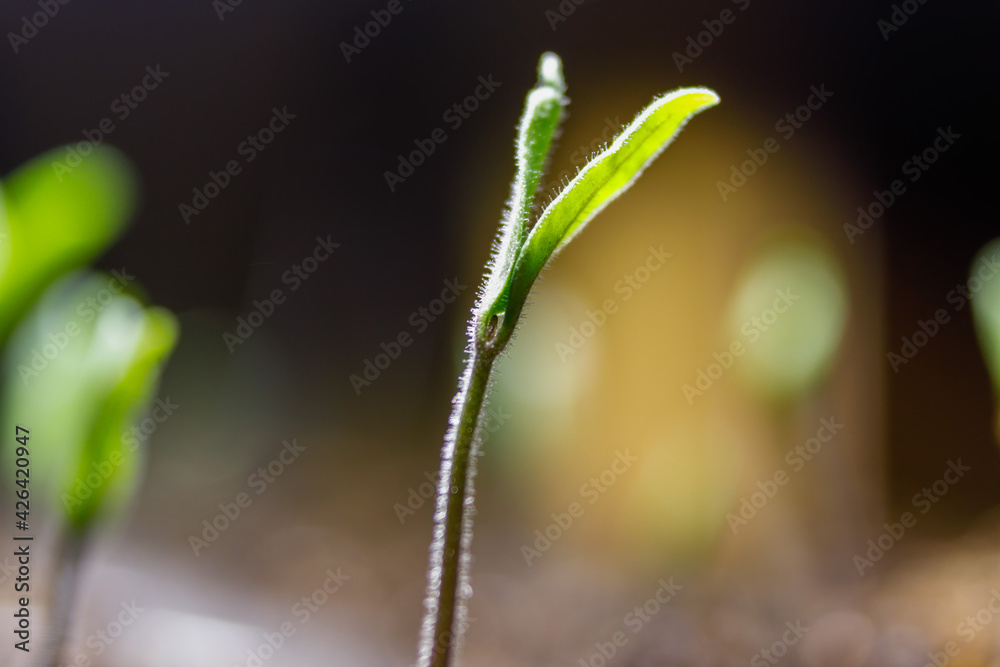 Close up of young Tomato (Solanum lycopersicum) seedlings growing indoors during early spring. Selective focus, background blur and foreground blur
Close up of young Tomato (Solanum lycopersicum) seedlings growing indoors during early spring. Selective focus, background blur and foreground blur