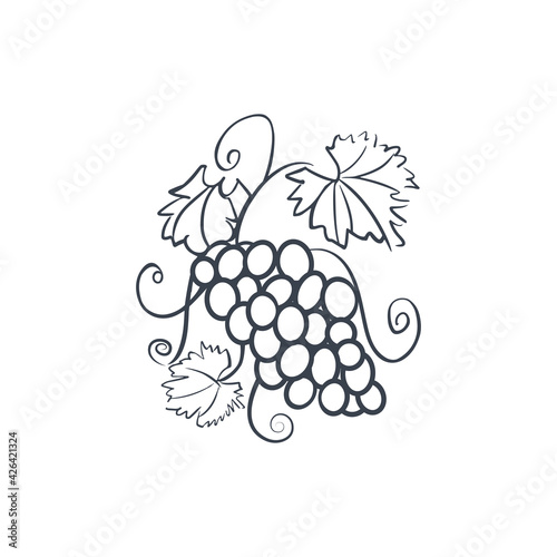 Grape logo. A vine with leaves. Bunches of grapes sketch