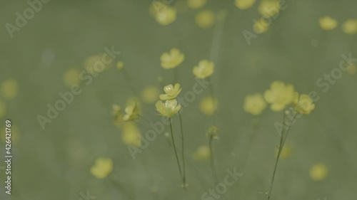 A close up of a buttercup. Slider