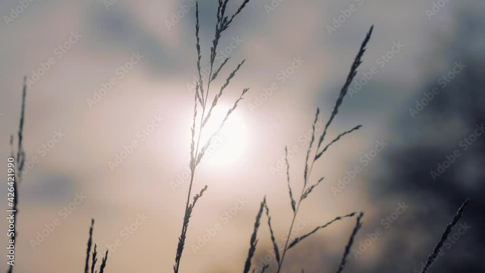 Grass Gently Moving In The Wind Backlit By Bright Sunlight In The Meadow. - close up Grass Gently Moving In The Wind Backlit By Bright Sunlight In The Meadow. - close up