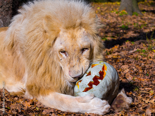 A male white lion and a halloween pumpkin photo