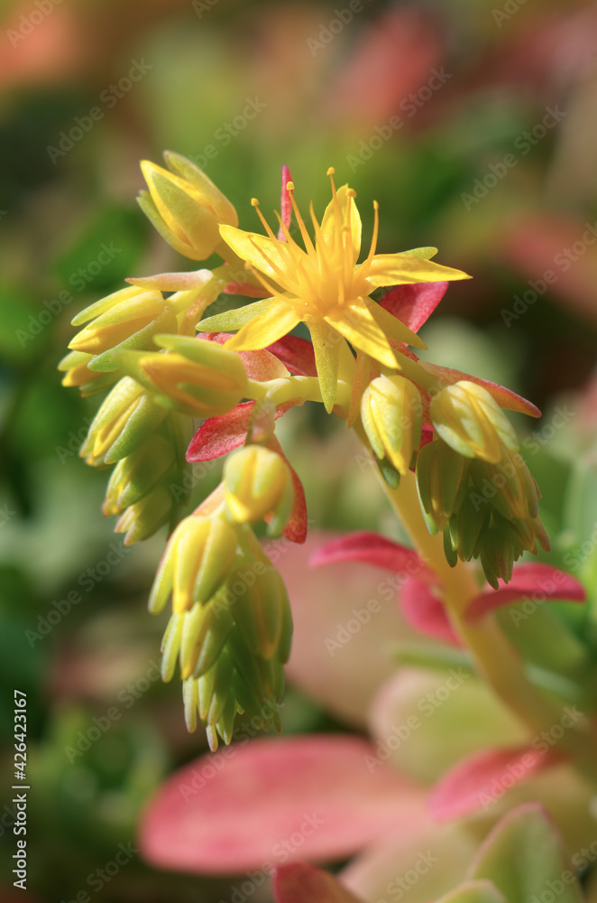 Echeveria flowers close-up macro with blurred background Echeveria flowers close-up macro with blurred background