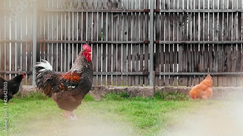 Group of hens and a rooster eating green grass in the garden 