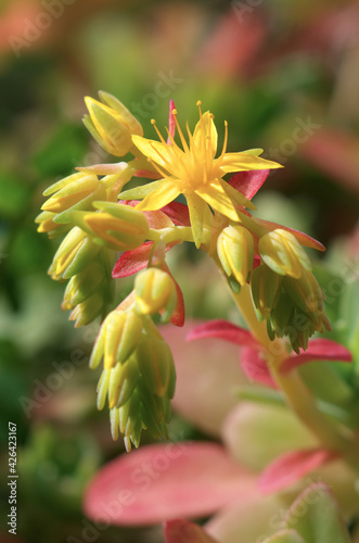Echeveria flowers close-up macro with blurred background