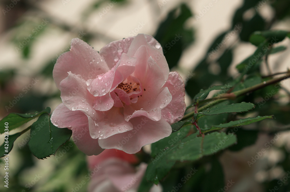 Obraz premium Wet rose close-up with blurred background