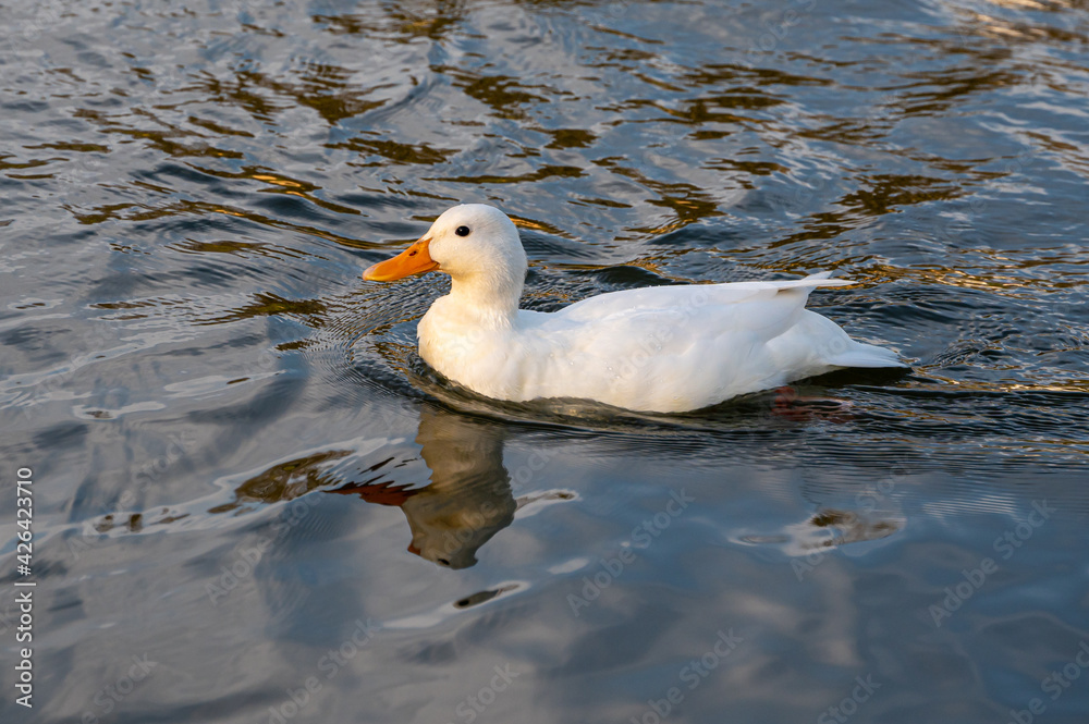 Female white mallard duck