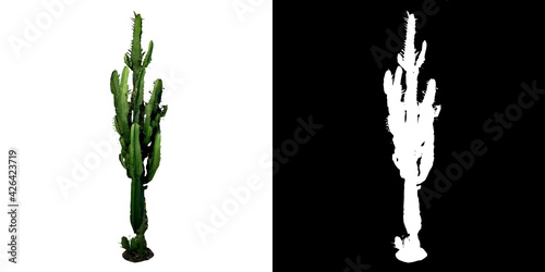 Front view of Plant ( Tall Cactus 2) Tree png with alpha channel to cutout made with 3D render 