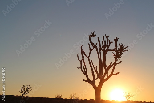 sunset with quiver tree in the foregound