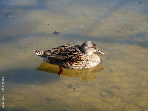 Canard femelle prenant le soleil - vue de profil.