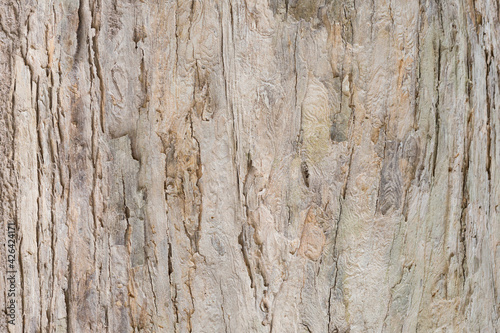 Old Teak tree bark very detailed texture background 