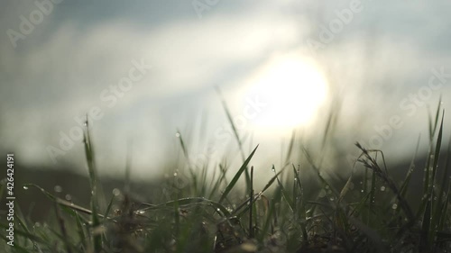 Morning meadow. Dew on the grass. Posting from the slider.