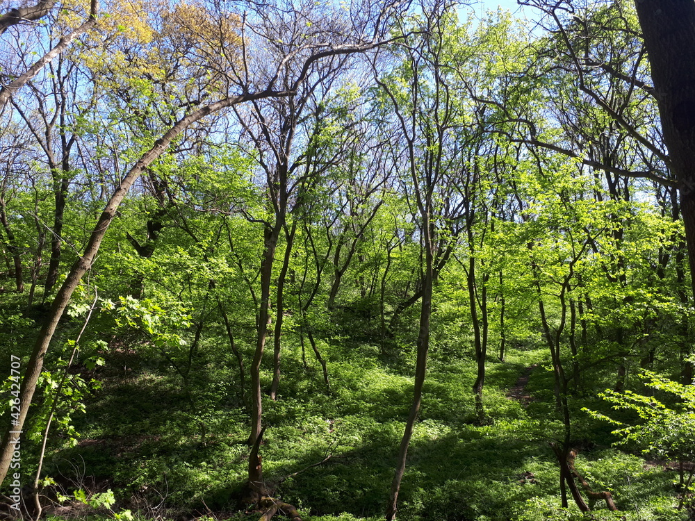 nature nature