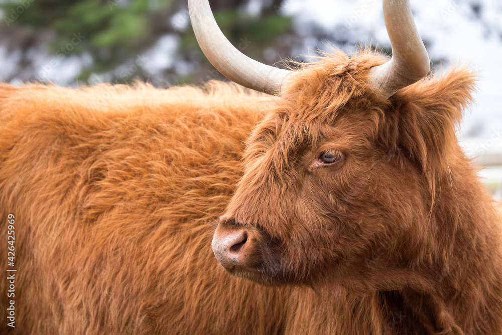 Highland Cow at Churchill Island , Victoria, Australia. Isolated on white background