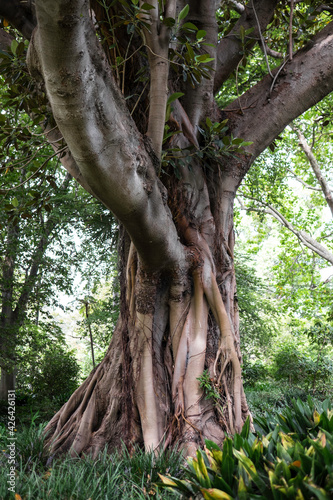 Ficus macrophylla, Australian banyan or Moreton Bay Fig in Royal National Park in Melbourne, Australia. Vertical image