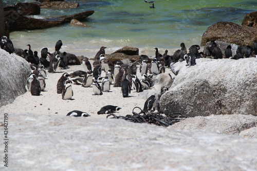 penguins in simons town in south africa