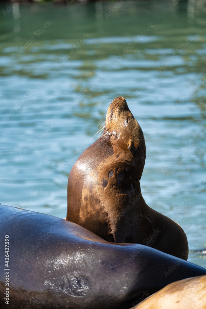 Fototapeta premium sea lion in the sun