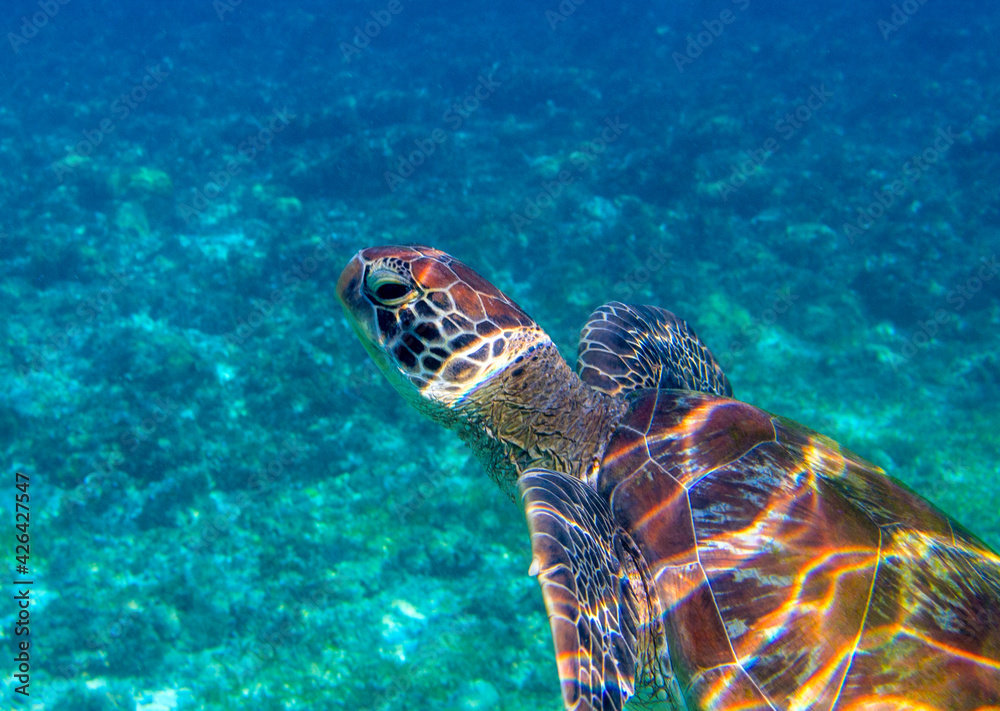 Fototapeta premium Sea turtle head portrait photo. Tropical seashore diving banner template. Summer vacation travel card. Marine animal in natural environment. Olive green turtle undersea in coral reef. Oceanic nature