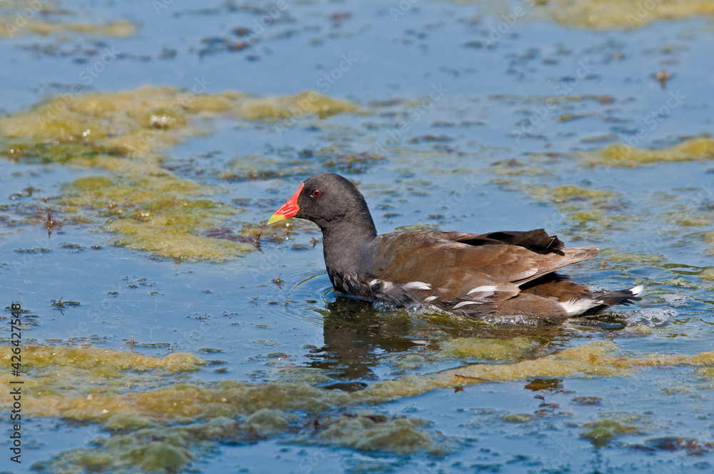 Common Moorhen (Gallinula chloropus) in park, Keil, Schleswig-Holstein, Germany Common Moorhen (Gallinula chloropus) in park, Keil, Schleswig-Holstein, Germany
