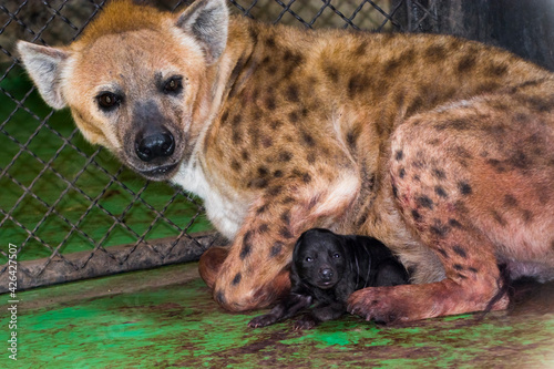 Newborn spotted hyena baby in a zoo house and mother