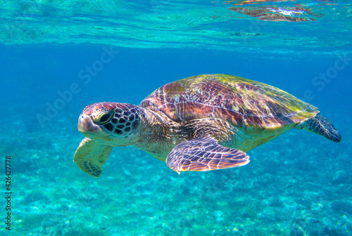 Sea turtle portrait photo in sea. Tropical seashore diving banner template. Summer vacation travel card. Marine animal in natural environment. Olive green turtle undersea in coral reef. Oceanic nature